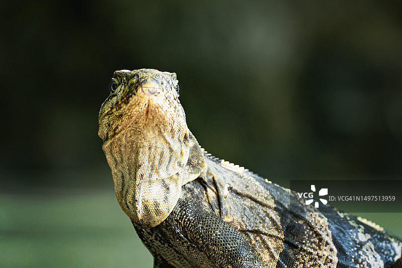黑棘尾鬣蜥图片素材