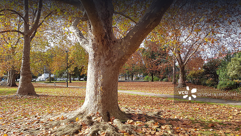 澳大利亚维多利亚州旺加拉塔市花园秋景图片素材