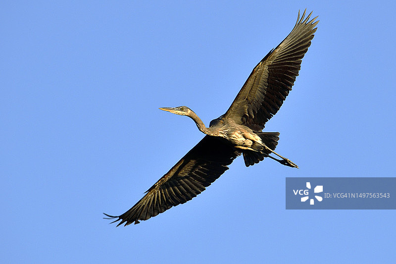 飞行中的大蓝鹭图片素材