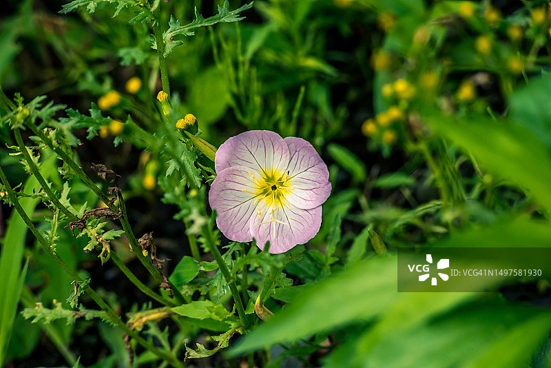 乡村路边的美丽月见草图片素材