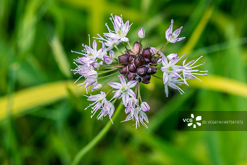 长蕊葱的花和珠芽（俯视）图片素材