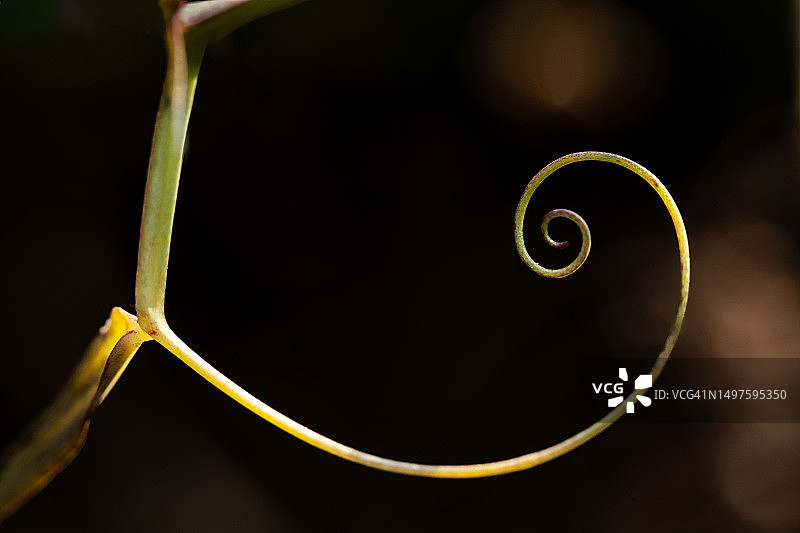 螺旋形植物：黄金比例与斐波那契数列图片素材
