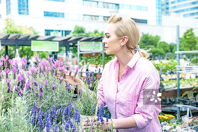 挑选薰衣草植物的中年妇女，苗木市场场景图片素材