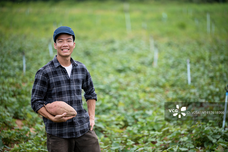 通过可持续农业技术提高作物产量：日本农民展示甘薯图片素材