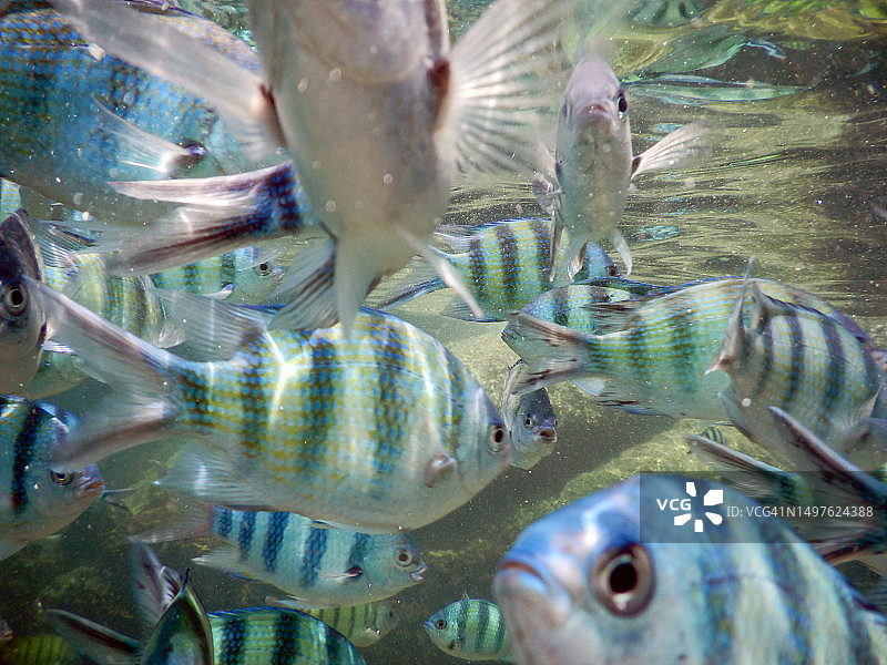 温暖水域的浅水珊瑚鱼图片素材