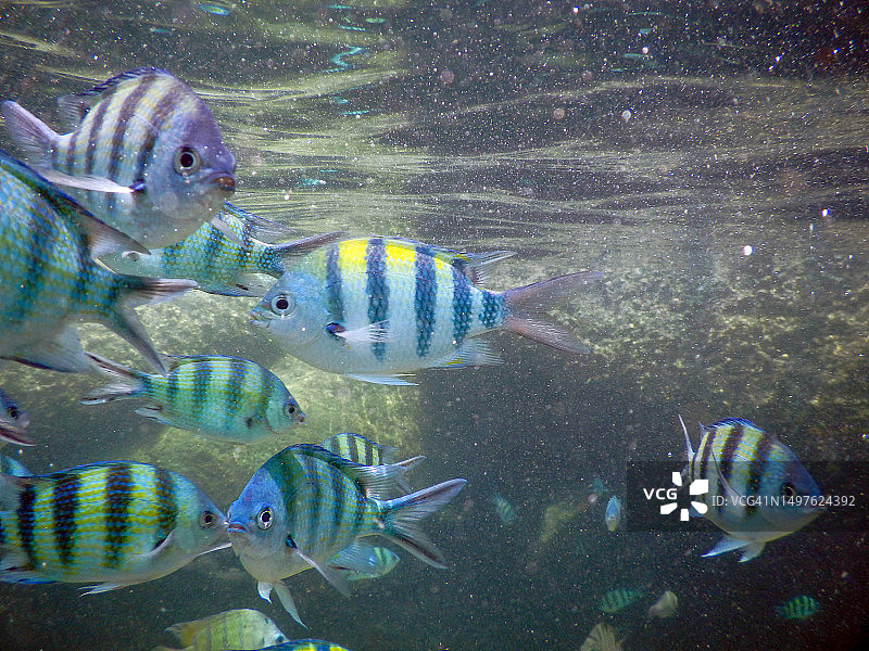 温暖水域的浅水珊瑚鱼图片素材