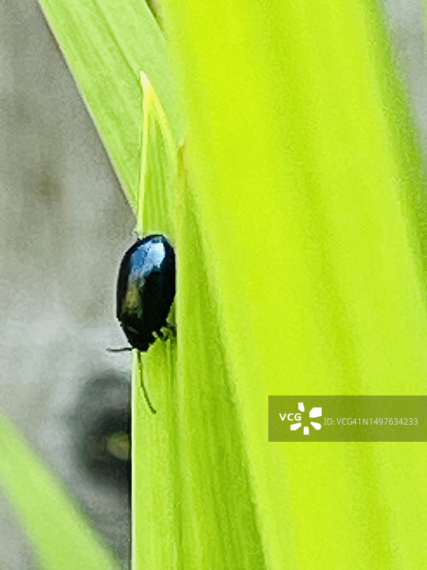 榆绿叶甲图片素材