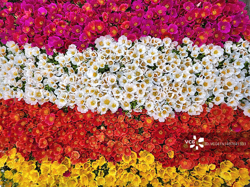 彩色花朵排列图片素材