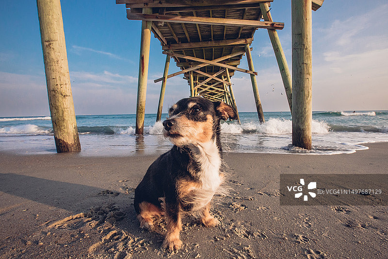 沙滩上的夏日小狗：吉娃娃梗犬小狗写真图片素材