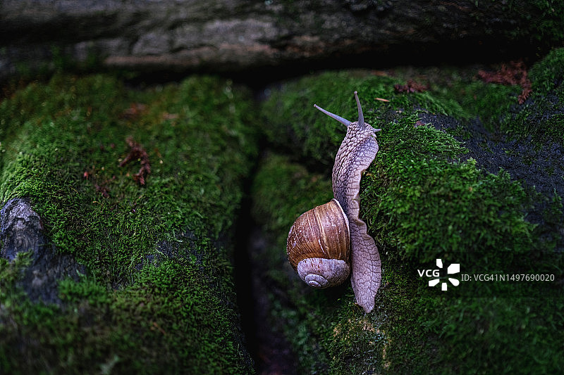 在新鲜绿色苔藓上爬行的大蜗牛图片素材