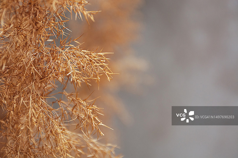 干芦苇草纹理图片素材