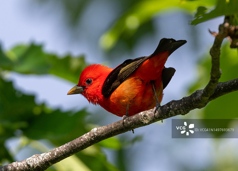 栖息在树枝上的鲜红黑鹂系列图片素材