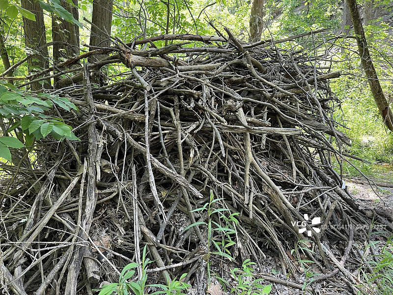 森林中的野生动物巢穴图片素材