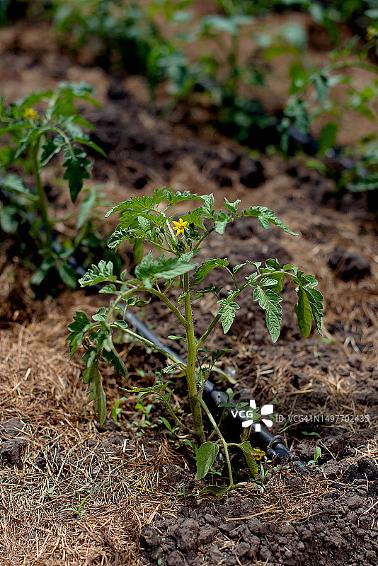种在苗床上的小西红柿苗，景深较浅。阳光明媚的花园背景上美丽的绿色西红柿图片素材