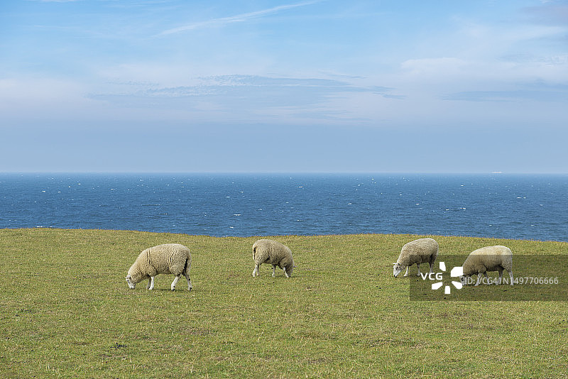 四只绵羊在吃草图片素材