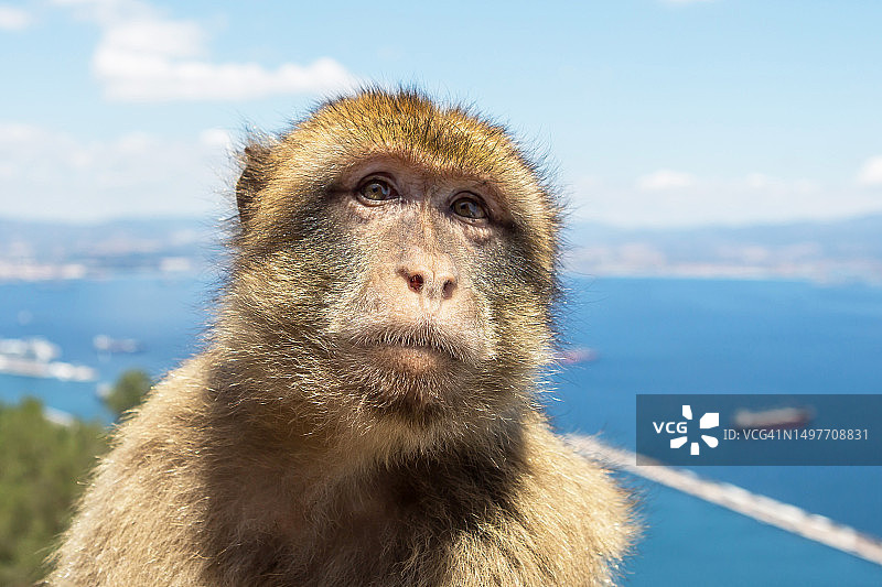 直布罗陀岩石上自由生活的巴巴里猕猴（直布罗陀/英国）图片素材