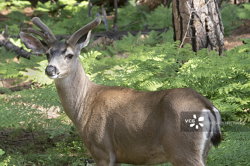 年轻骡鹿特写图片素材
