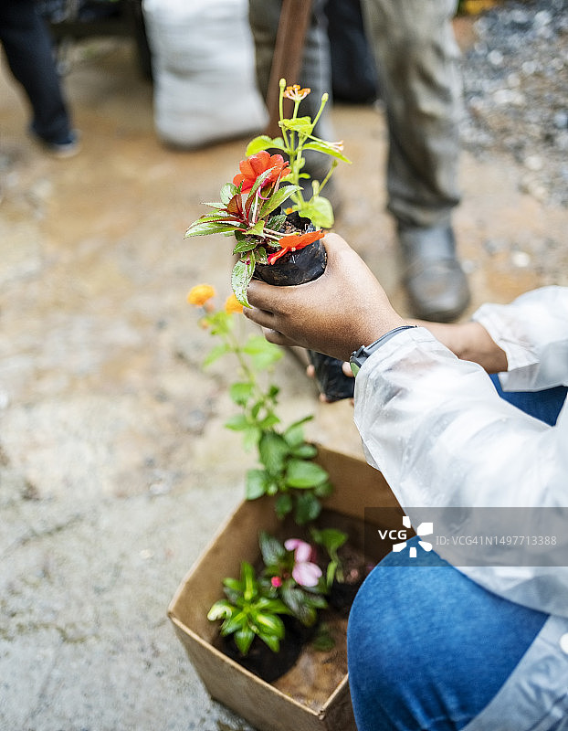 在清理日为社区美化环境的志愿者与花卉植物图片素材