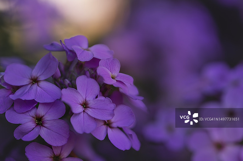 暮光中凋零的紫色福禄考图片素材