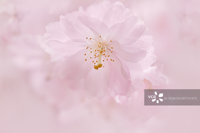 单朵垂枝樱花特写图片素材