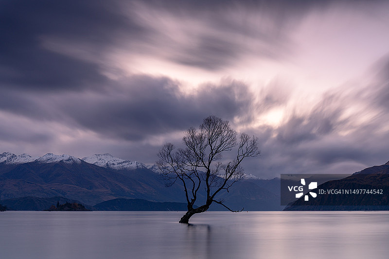 瓦纳卡树图片素材