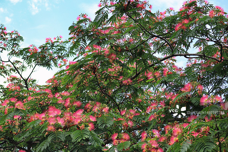 异国丝绸合欢花图片素材
