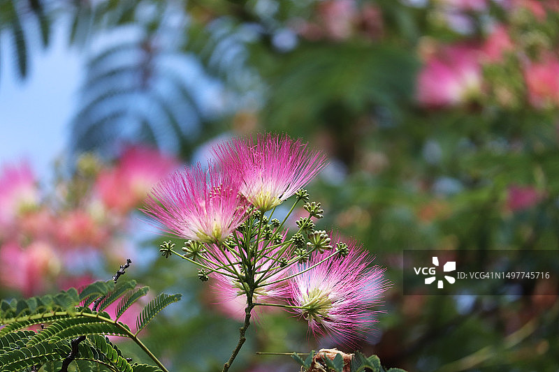 异国丝绸合欢花图片素材