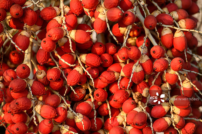 挂在槟榔树上的红色水果图片素材
