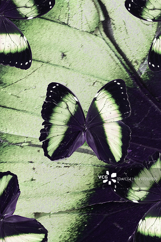 绿色和紫色蝴蝶拼贴画，留有文本空间图片素材