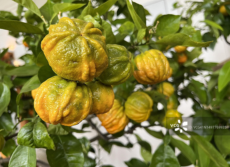 树上皱皮苦橙图片素材