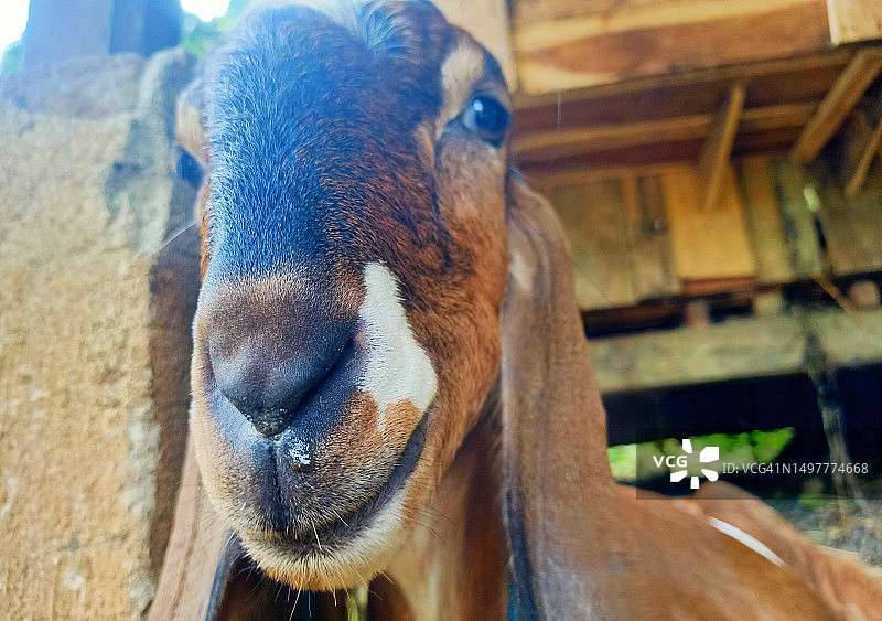 山羊鼻子里分泌粘液图片素材