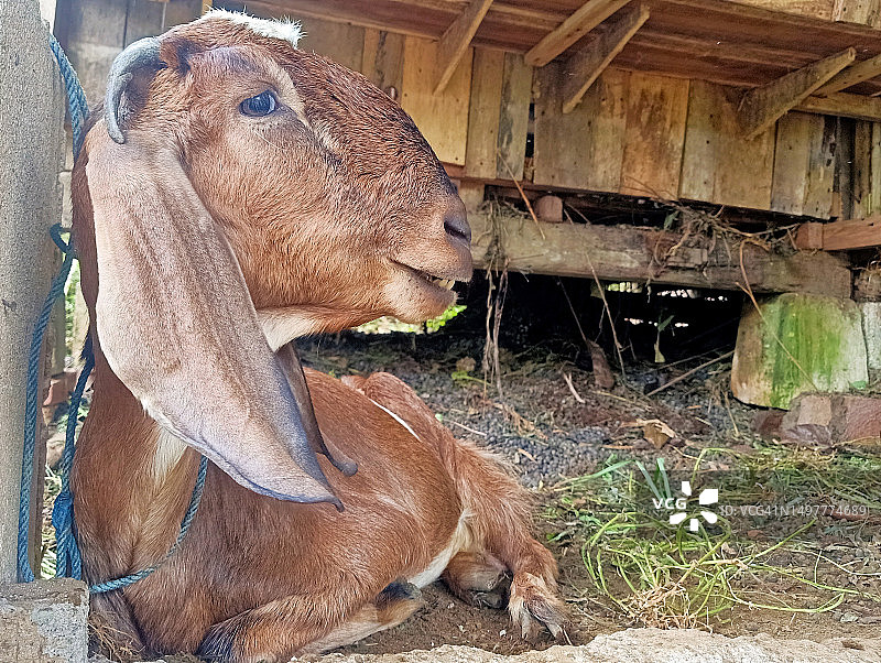 笼子里呱呱叫的山羊的表情图片素材