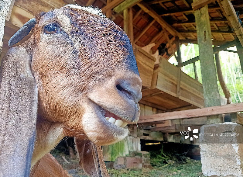 山羊的声音图片素材