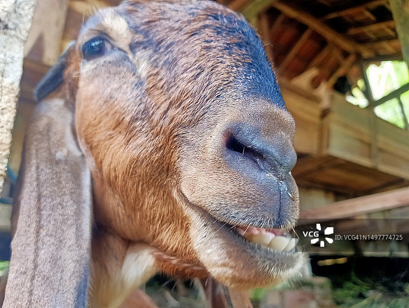 山羊的声音图片素材