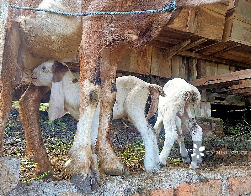 小山羊吮吸母乳图片素材