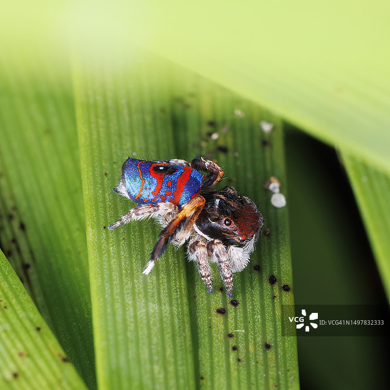 雄性孔雀蜘蛛（Maratus gemmifer）图片素材