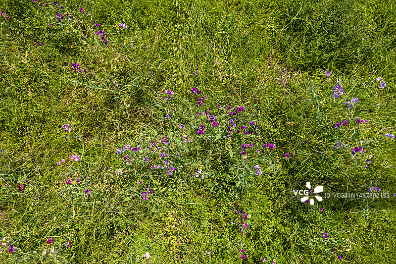 托斯卡纳田野中的香豌豆图片素材