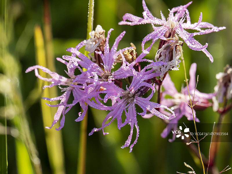 英国湖区安布尔赛德的蝇子草上的露珠图片素材