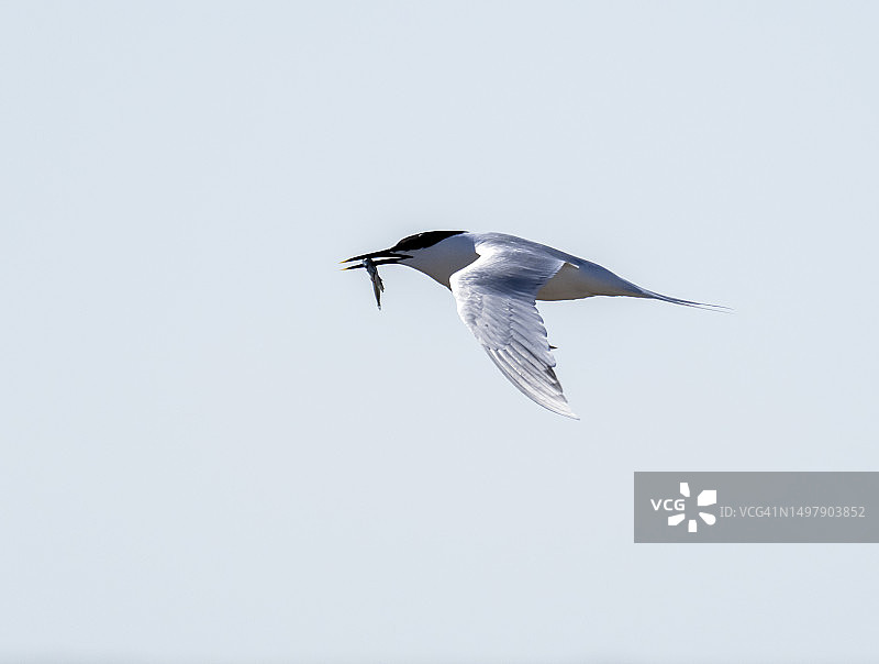 英国坎布里亚海岸霍德巴罗的白嘴端燕鸥图片素材