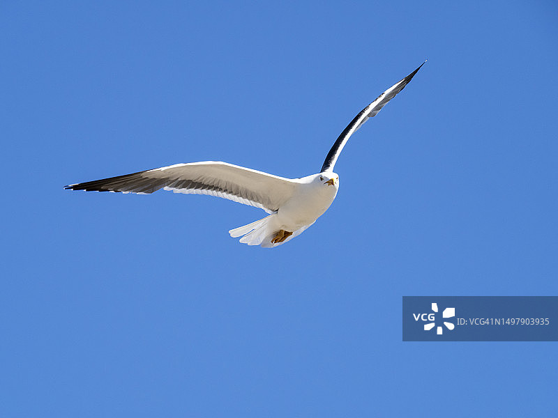 英国坎布里亚海岸霍德巴罗的大黑背鸥图片素材