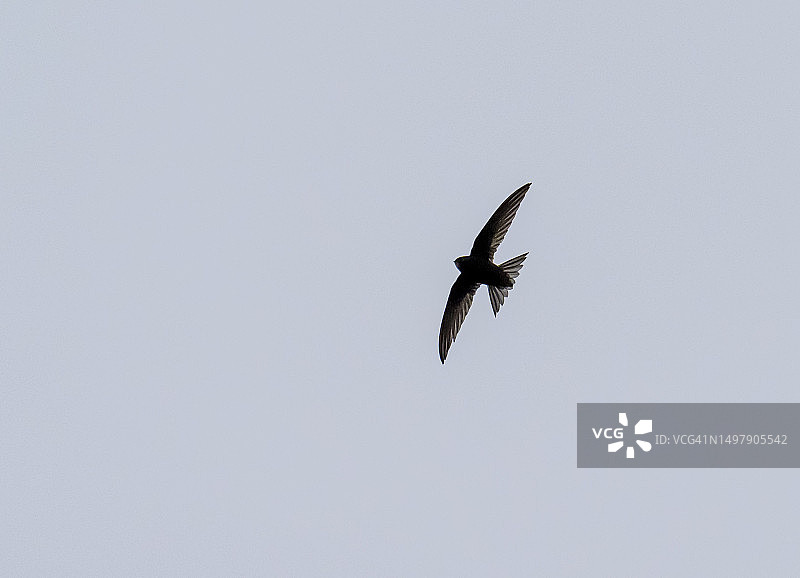 飞过英国湖区的普通雨燕图片素材