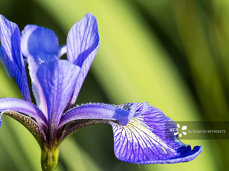 英国湖区安布尔赛德的逆光蝴蝶鸢尾花与蛛丝图片素材