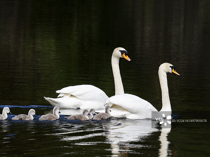 疣鼻天鹅及其幼鸟在英国湖区安布尔赛德的布雷西河上图片素材