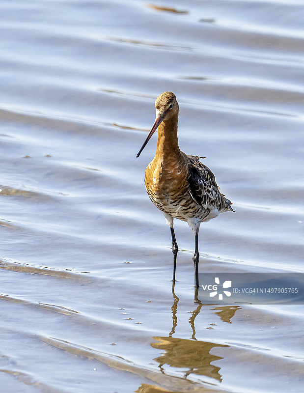 黑尾塍鹬在英国兰开夏郡Silverdale附近的Leighton Moss RSPB保护区觅食图片素材