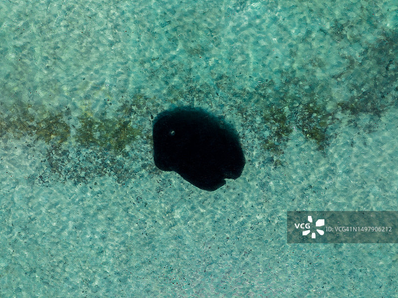 鸟瞰视角：印度洋的诱饵球，埃克斯茅斯，澳大利亚西澳大利亚州图片素材