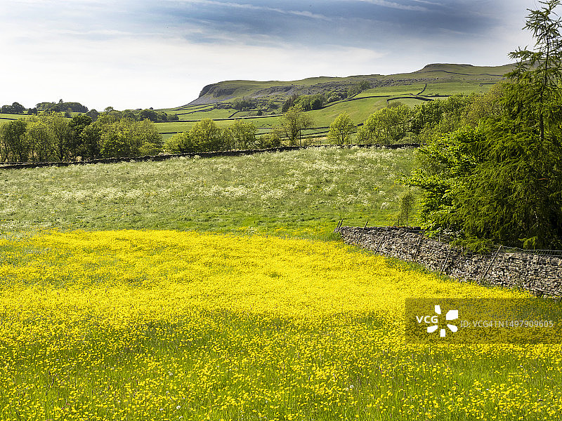 英国约克郡山谷奥斯特威克传统干草草甸上的毛茛花图片素材