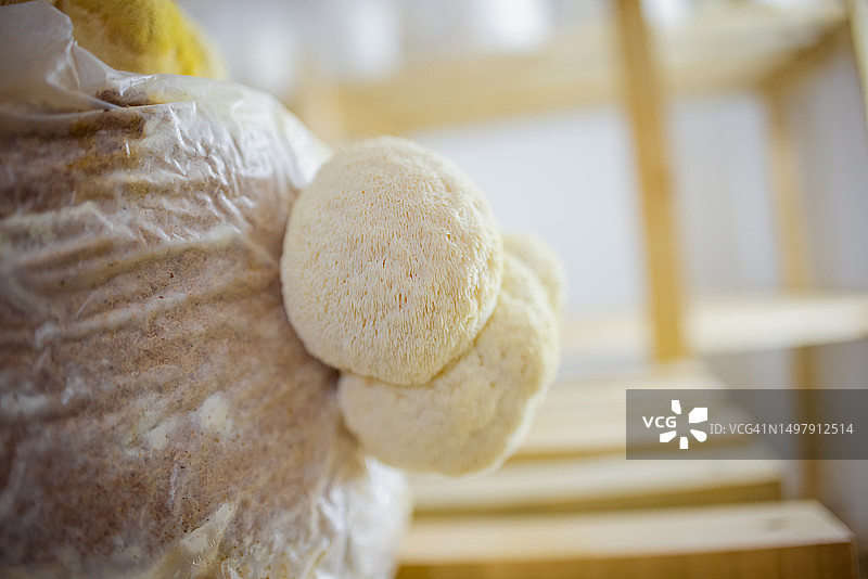 实验室培养的真菌图片素材