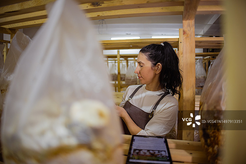 菌丝生长与蘑菇形成的联系图片素材