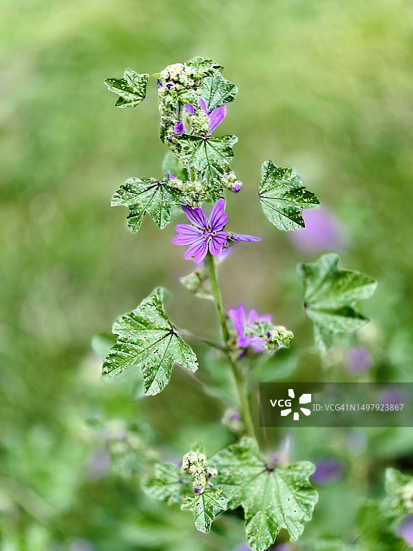 锦葵：含苞待放、盛开和特写图片素材
