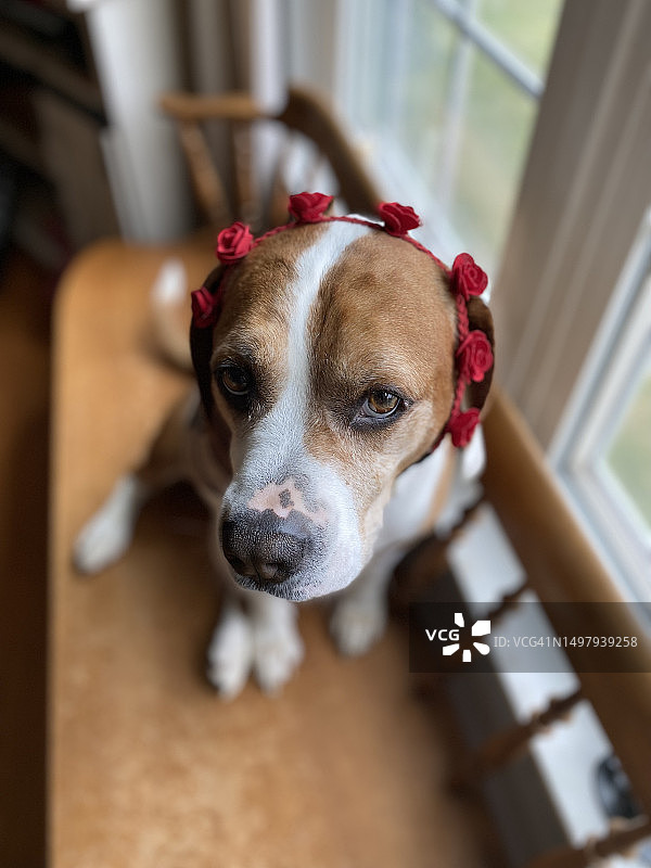 我从未许诺你玫瑰花园图片素材